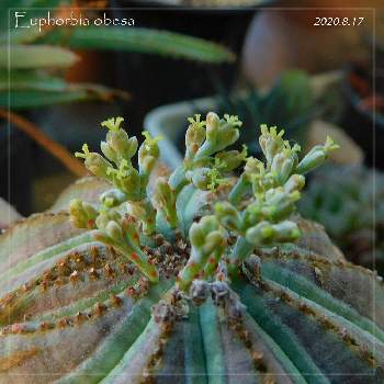 オベサの花の画像 by KUROKUROさん | 多肉植物とオベサの花と成長記録とユーフォルビア属。と珍奇植物とユーフォルビア オベサとユーフォルビアとビザールプランツ